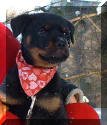German Rottweiler puppy photo. VKW Rottweilers 8 week old female.